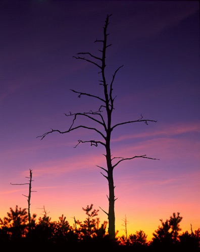 Sunset, Pine Barrens, Burlington County, NJ (MF).jpg Sunset, Pine Barrens, Burlington County, NJ (MF).jpg